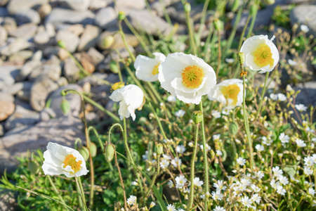 Natural landscape with white poppies. Wildlifeの写真素材