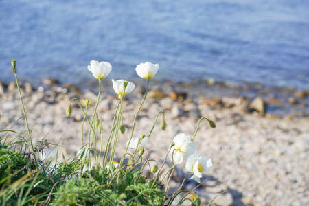Natural landscape with white poppies. Wildlifeの写真素材