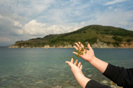 Green seaweed in the hands of a girl on the background of a seascapeの写真素材