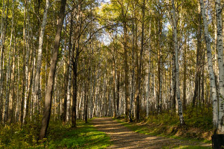 Natural landscape with a view of trees and a path in the grove. Autumn, seasons.の写真素材
