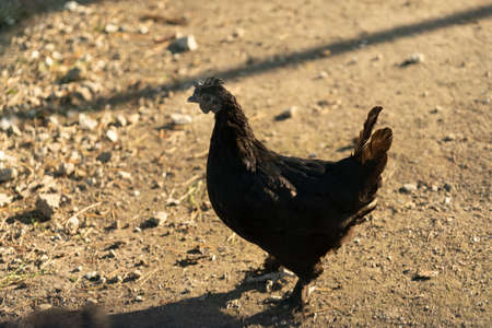 Portrait of chickens in a chicken coop on a farm.の写真素材