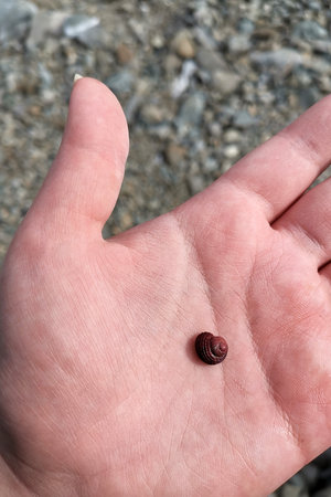 Natural background with a human hand and a small snail.
