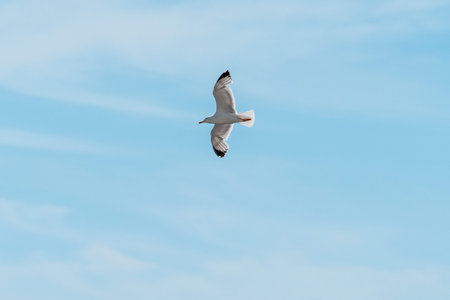 Flying white gull on the background of the blue sea.