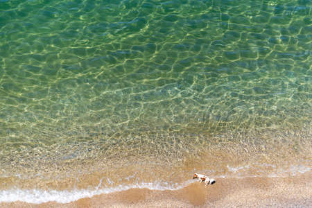 Background with a transparent sea and a small dog on the beach.の写真素材