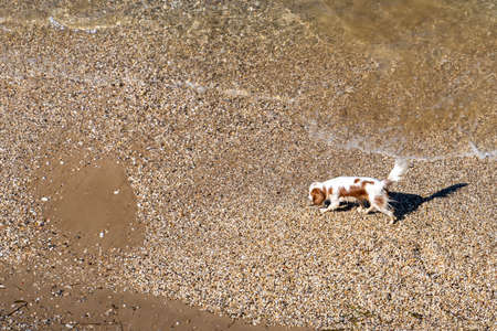 Background with a transparent sea and a small dog on the beach.の写真素材
