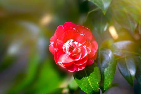 Red camellia flower on a blurry green background.の写真素材