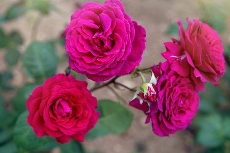 Natural background with elegant pink rose.の写真素材