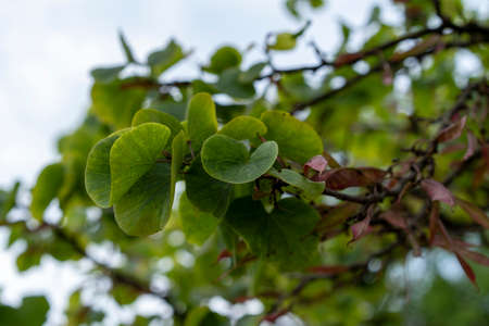 European Cercis branches on a blurry background.の写真素材