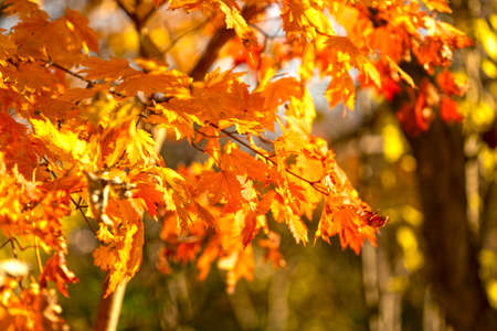 autumn orange leaves on a blurry background.の写真素材