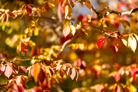 autumn orange leaves on a blurry background
