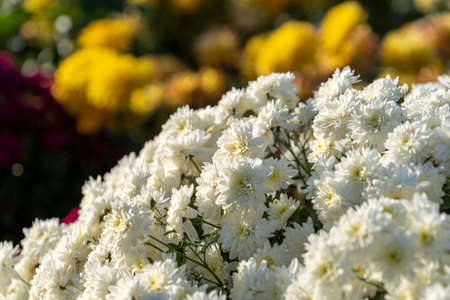 Background of chrysanthemum flowers close-up.の写真素材
