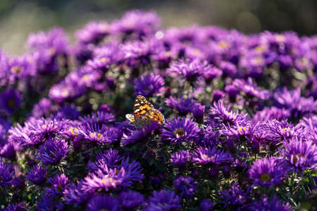 Flowers of aster Verginskaya close-up with a butterflyの写真素材