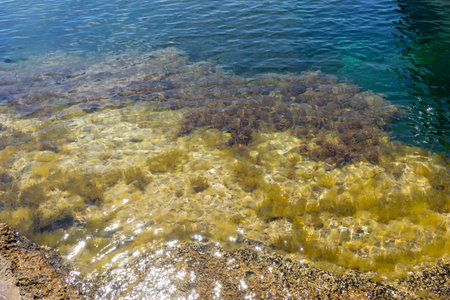 Natural background with a view of algae under water.