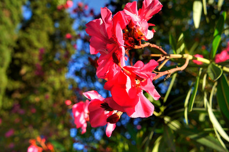 pink oleander flowers close up on blurry background.