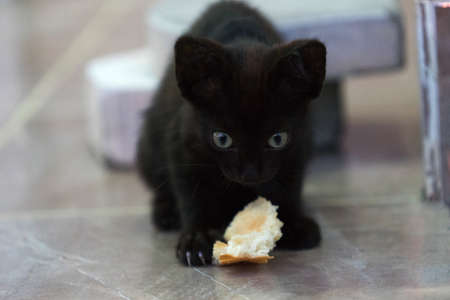 A small black hungry kitten with a piece of breadの写真素材