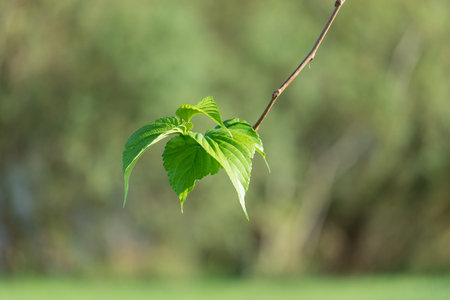 green tree leaf on a branch on a background of blurred green background