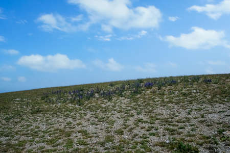 Steppe landscape against the blue sky.の写真素材