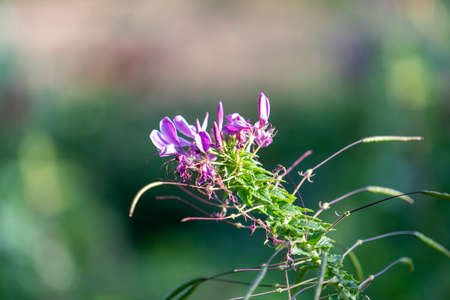 Natural landscape with beautiful purple flowers.の写真素材
