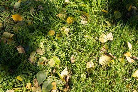 Natural background with yellow leaves in green grass