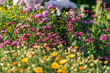Close-up of beautiful multicolored flowers on a blurry backgroundの写真素材