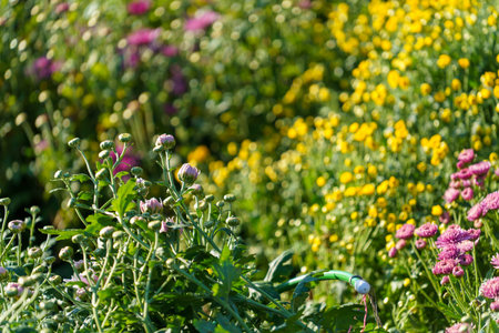 Close-up of beautiful multicolored flowers on a blurry backgroundの写真素材