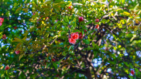 Natural background with pomegranate flowers among the green leavesの写真素材