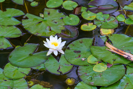 Water lily flower on the lakeの写真素材