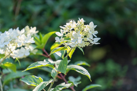 Natural background with hydrangea flowers close-up