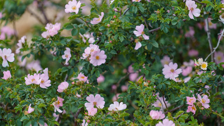 Rosehip flowers on the Bush at the time of flowering.の写真素材