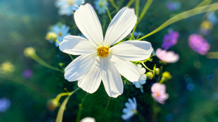 Flowers cosmea close-up on a blurred backgroundの写真素材