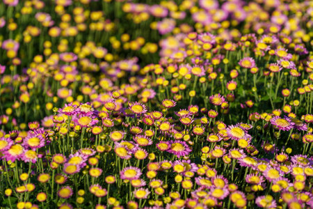 Natural background with pink chrysanthemumsの写真素材