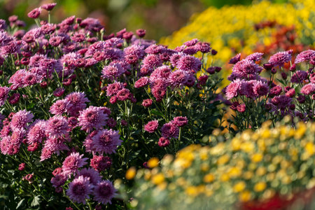 Sweet chrysanthemums blooming in the garden