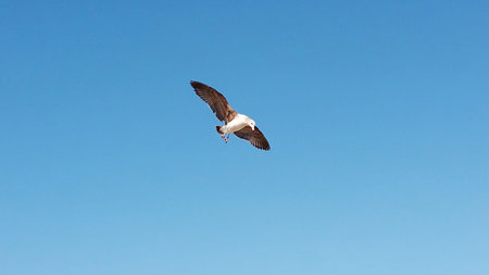 Seagull flying overhead in the blue sky