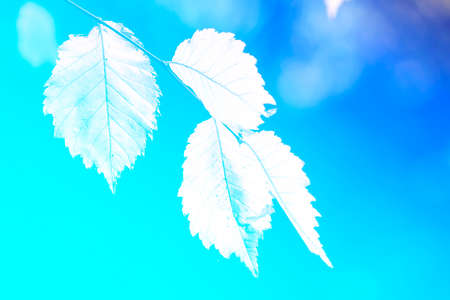 Silhouette of leaves on a blue gradient backgroundの写真素材