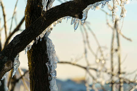 Winter landscape with tree trunks and branches in the iceの写真素材