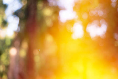 Blurry natural background with sunlightの写真素材