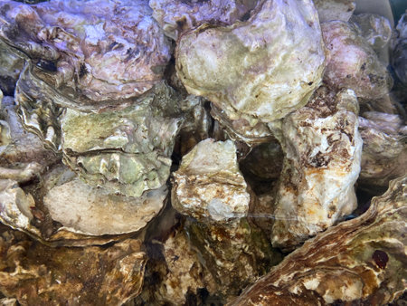 Cockles clams mollusk shell seafood full frame backgroundの写真素材