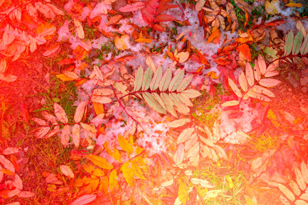 Bright colorful background with autumn leaves