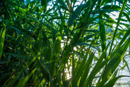 Landscape with reeds on the background of the water surfaceの写真素材