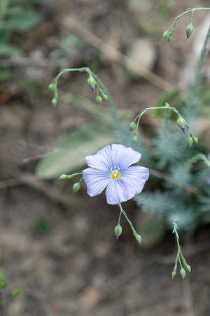 Natural background with a blue flower on a blurred surfaceの写真素材