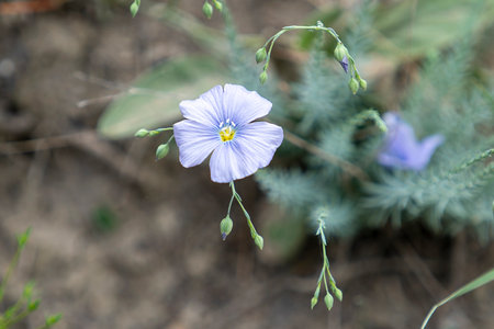 Natural background with a blue flower on a blurred surfaceの写真素材