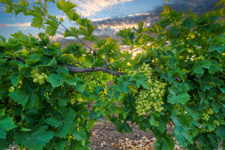 White wine grapes in vineyard on day time.の写真素材