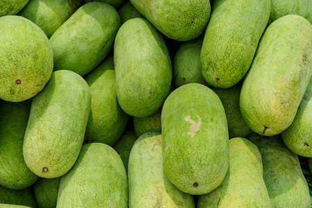 fruit background. Lots Of Big Sweet Green Organic Ripe Watermelons At The Farmer's Market (Supermarket). nutrition and vitamins. Healthy Raw Food.の写真素材