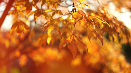 Beautiful autumn background with red leaves on the branchesの写真素材