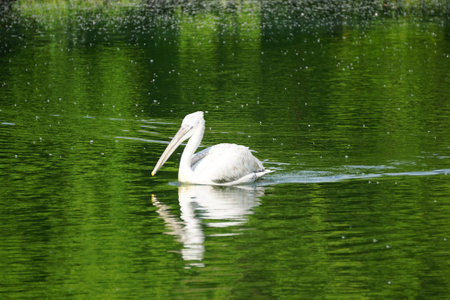 white Pelican floating on the green water surfaceの写真素材