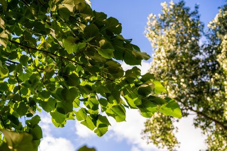 Lime branches with green leaves on a blue sky backgroundの写真素材
