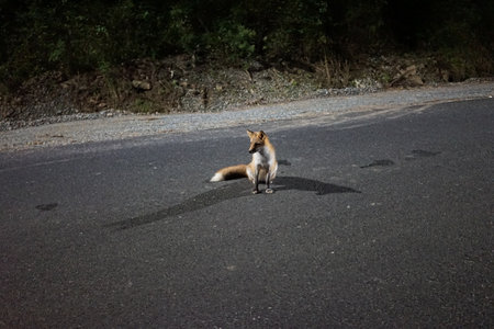 Night landscape with a fox on the roadの写真素材