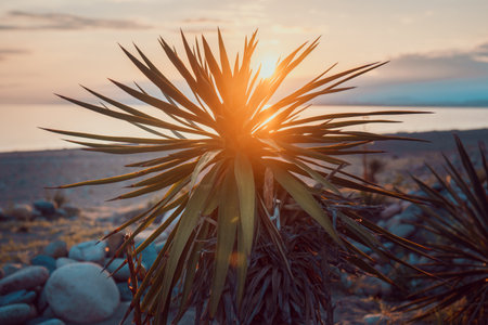 Landscape with yucca bushes on the seashore at sunsetの写真素材