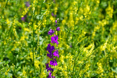 Meadow flower honeydew lilac on a green backgroundの写真素材