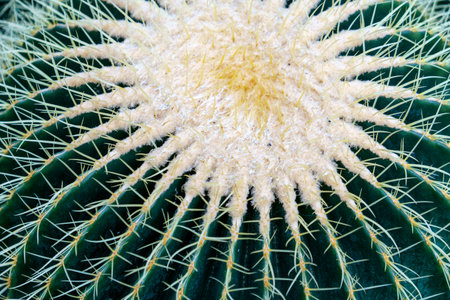 Textured surface of a cactusの写真素材